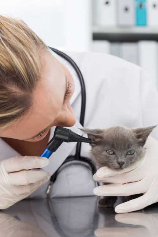 Onde Agendar Consulta Veterinária Cachorro Abraão - Consulta Veterinária para Gato