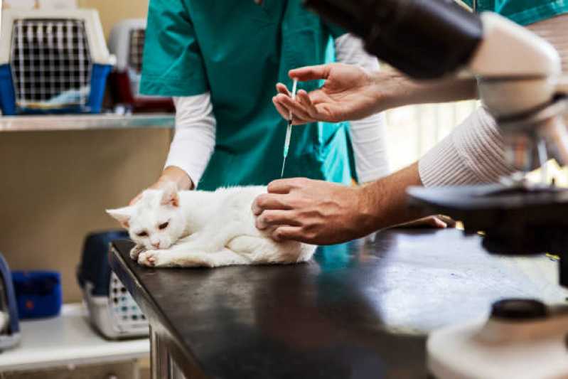 Onde Agendar Consulta Veterinária Cachorros Canelinha - Consulta Veterinária para Gato