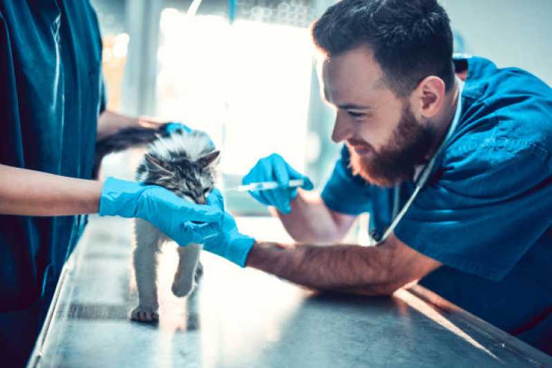 Onde Agendar Consulta Veterinária Gato Joaia - Consulta Veterinária para Gato