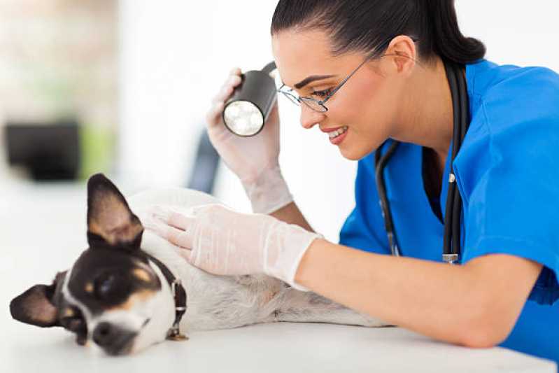 Onde Agendar Consulta Veterinária para Animais Carianos - Consulta Veterinária para Animais São José