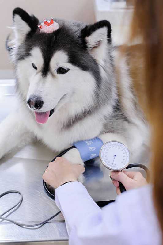 Onde Agendar Consulta Veterinária para Cachorro Centro - Consulta Veterinária para Animais São José