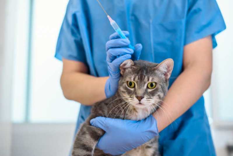 Onde Agendar Consulta Veterinária para Gato Picadas do Sul - Consulta Veterinária para Gatos