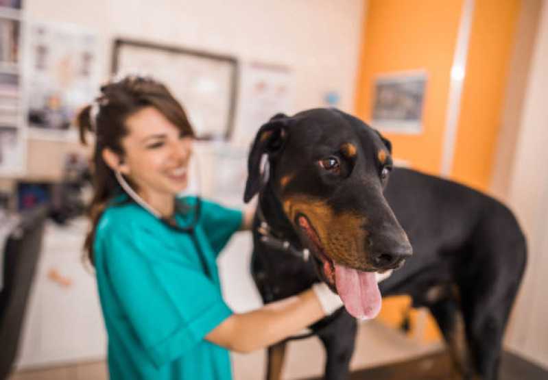 Onde Agendar Veterinário para Animais Atendimento a Domicílio Bombinhas - Veterinários Ortopedistas São José