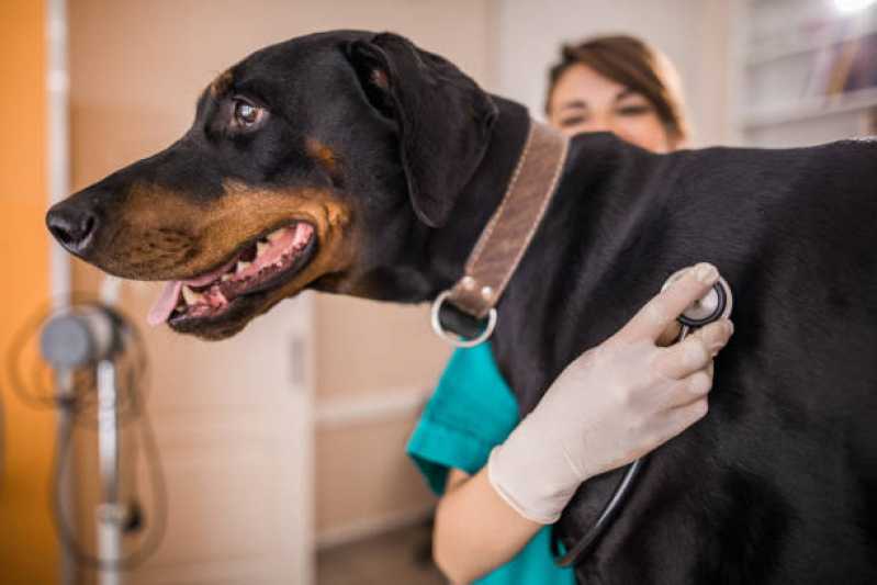 Onde Agendar Veterinário para Animais de Estimação Coloninha - Veterinário para Cães