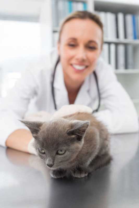 Onde Agendar Veterinário para Felinos Cachoeira - Veterinários Endocrinologistas