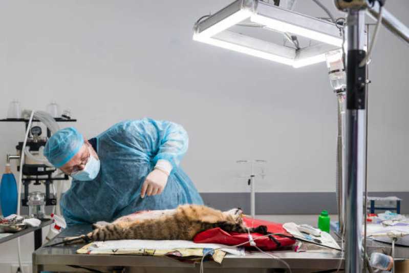 Onde Fazer Castração de Cães e Gatos Itacorubi - Castração de Animais de Estimação