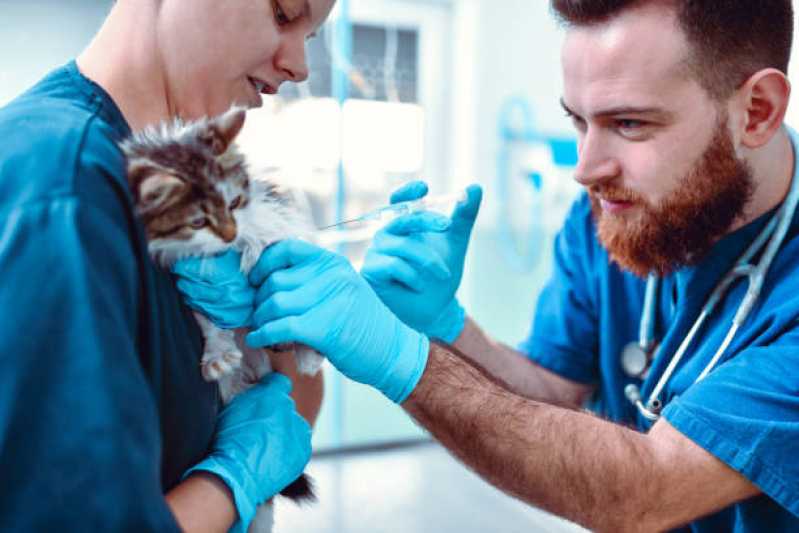 Onde Marcar Consulta Veterinária Cachorro Capoeiras - Consulta Veterinária para Gatos