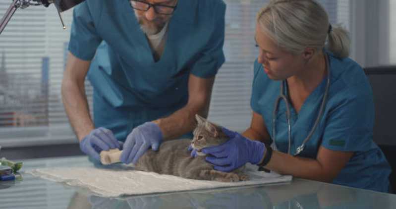 Onde Marcar Consulta Veterinária para Animais com Diarreia Palhoça - Consulta Veterinária para Animais