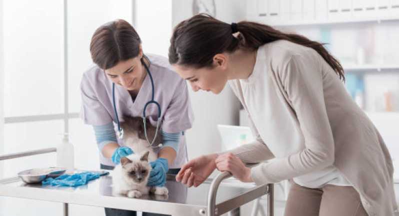 Onde Marcar Consulta Veterinária para Animais Florianópolis - Consulta Veterinária para Gatos