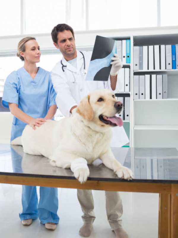 Onde Marcar Consulta Veterinária para Cachorro Abraão - Consulta Veterinária para Cachorro Tossindo