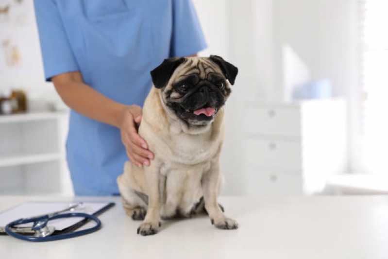 Onde Marcar Consulta Veterinária para Cães Canelinha - Consulta Veterinária para Cães
