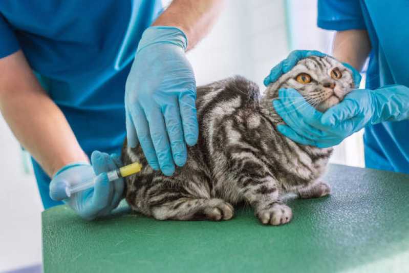 Onde Marcar Consulta Veterinária para Gato Trindade - Consulta Veterinária para Gato
