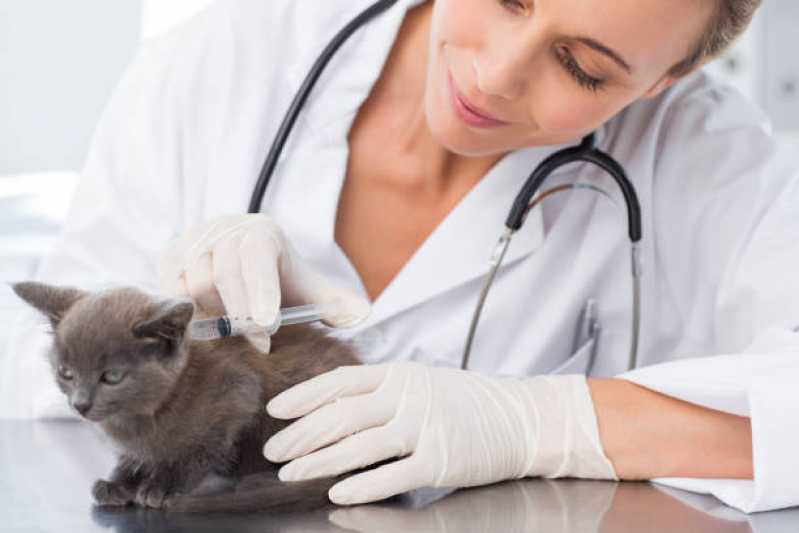 Onde Tem Veterinário para Felinos Palhoça - Veterinários Endocrinologistas