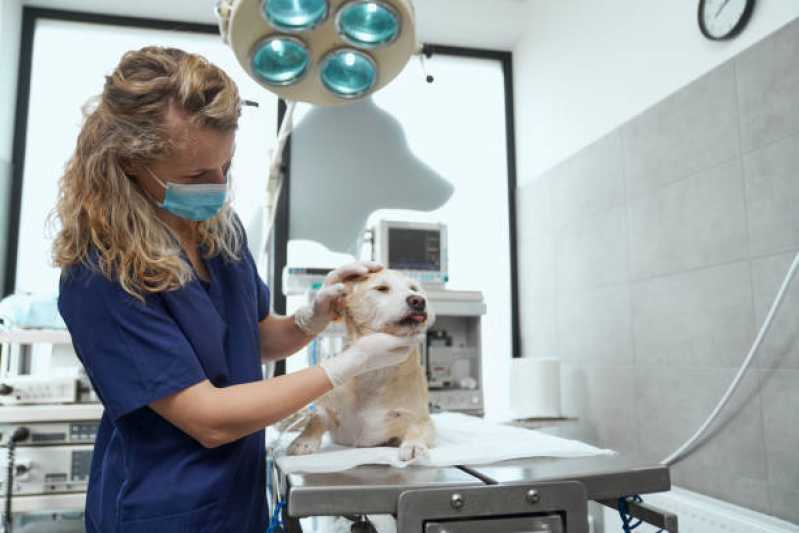 Telefone de Hospital Veterinário Cachorro 24h Forquilinhas - Hospital Veterinário Especializada em Cães e Gatos