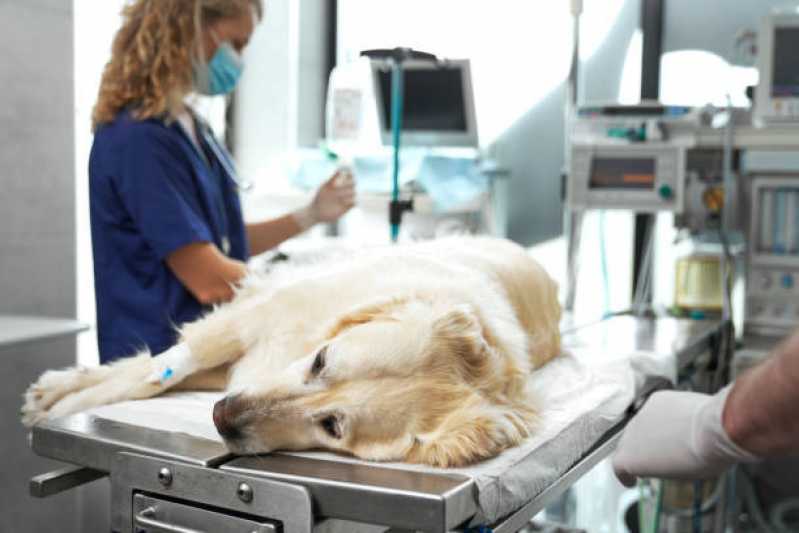 Telefone de Hospital Veterinário Especializada em Cães e Gatos Estreito - Hospital Veterinário