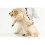 atendimento veterinário para animais domésticos marcar Areias