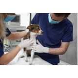atendimento veterinário para animais domésticos Estreito