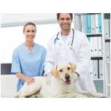castração de cachorros clínica Centro