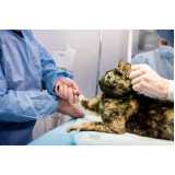 castração de cães clínica Aririu