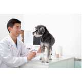 clínica especializada em atendimento de endocrinologista veterinário Estreito