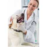 clínica especializada em atendimento de neurologista veterinário Areias