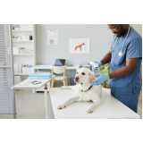 clínica especializada em atendimento para cães Potecas