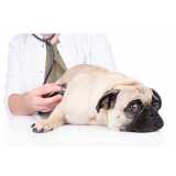 clínica especializada em atendimento veterinário neurologista Ratones