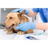 clínica veterinária de cães e gatos Pantanal