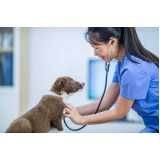 clínica veterinária especializada em gatos e cachorros telefone Jardim São Miguel