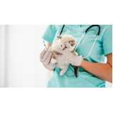 clínica veterinária especializada em gatos e cachorros Canto