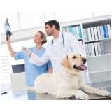 consulta veterinária cachorro Coloninha