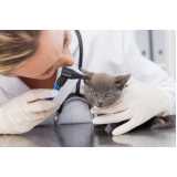 consulta veterinária gato agendar Canto