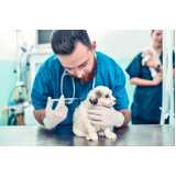consulta veterinária para cachorro agendar Areias