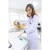consulta veterinária para cachorro tossindo agendar Serraria