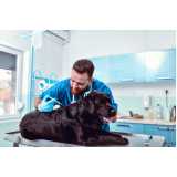 consulta veterinária para cachorro vomitando Itacorubi