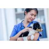 consulta veterinária para cães agendar Serraria