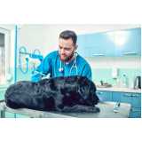 consulta veterinária para cães José Mendes