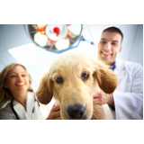 contato de clínica veterinária especializada em gatos e cachorros Coqueiros