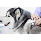 contato de veterinário para cachorros Serraria