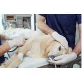 endereço de hospital veterinário cachorro 24h Forquilhas