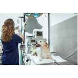 endereço de hospital veterinário especializada em cães e gatos Pedra Branca