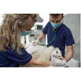 Hospital Veterinário Especializada em Cães e Gatos
