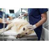 hospital veterinário cachorro 24h contato Forquilinhas