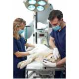hospital veterinário cachorro 24h Areias
