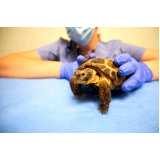 hospital veterinário para animais exóticos Praia comprida