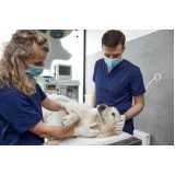 hospital veterinário para cachorros Passa Vinte