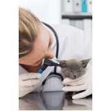 onde agendar consulta veterinária de gatos São José
