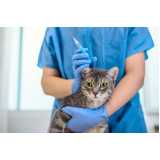 onde agendar consulta veterinária para gato Ipiranga