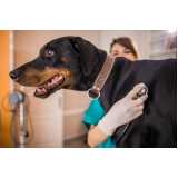 onde agendar veterinário para cães Jardim Saveiro