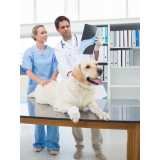 onde marcar consulta veterinária para cachorro Saco dos Limões